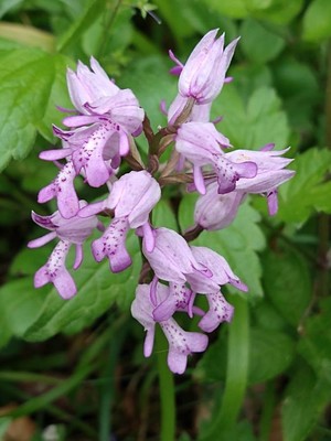 photo of Military Orchid