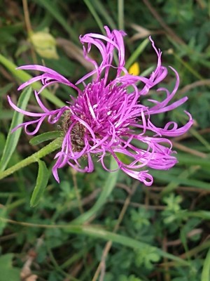 photo of Greater Knapweed
