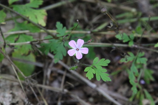 photo of Herb Robert