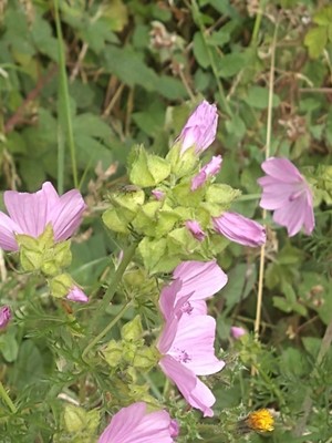 photo of Greater Musk Mallow