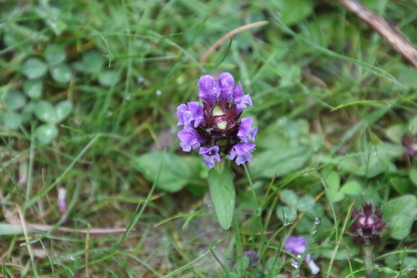 photo of Selfheal