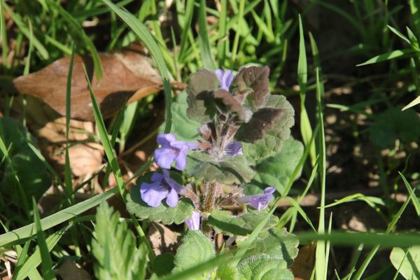 photo of Ground Ivy