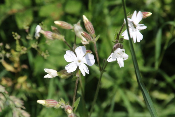 photo of White Campion