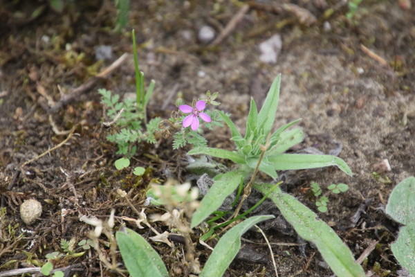 photo of Common Stork's Bill