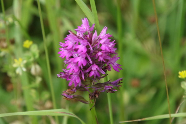 photo of Pyramidal Orchid