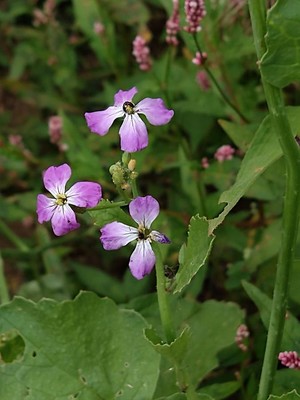 photo of Wild Radish