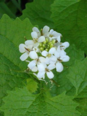 photo of Garlic Mustard