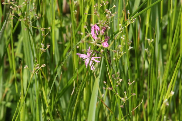 photo of Ragged Robin