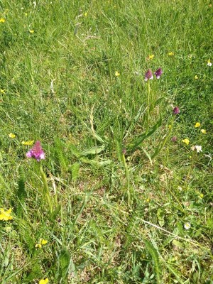 photo of Pyramidal Orchid