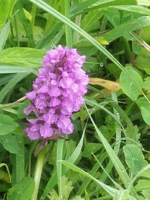 photo of Southern Marsh Orchid