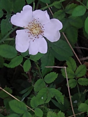 photo of Common Dog Rose