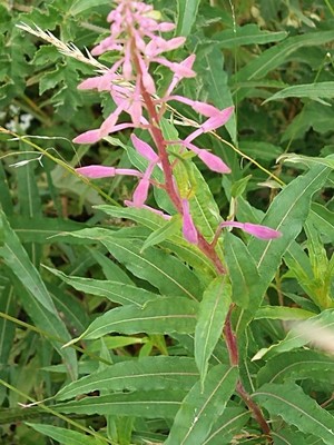 photo of Rosebay Willowherb