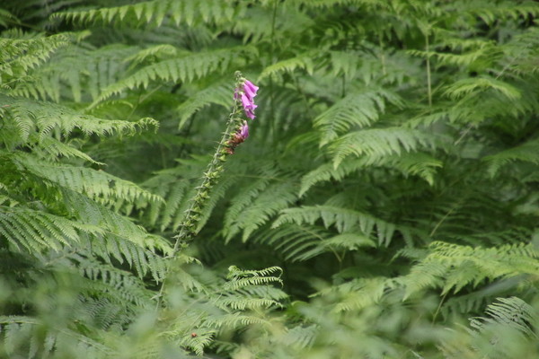 photo of Foxglove