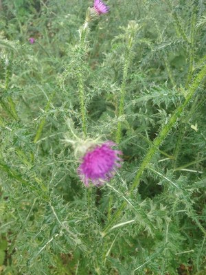 photo of Plumeless Thistle