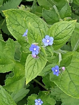 photo of Green Alkanet