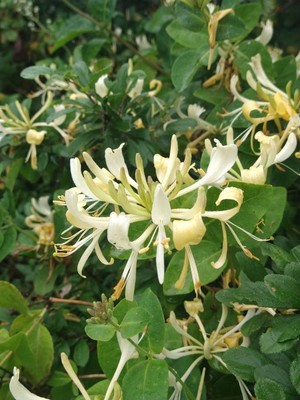 photo of Honeysuckle