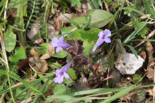 photo of Ground Ivy