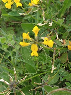 photo of Horseshoe Vetch