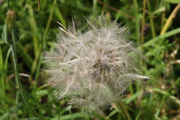 photo of Goat's Beard