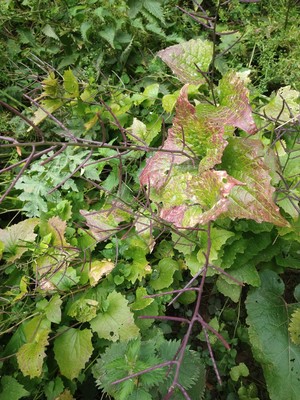 photo of Garlic Mustard