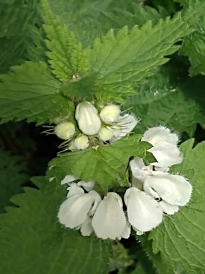 photo of White Dead Nettle