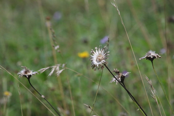 photo of Greater Knapweed