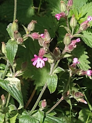 photo of Red Campion