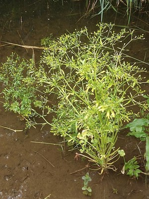 photo of Cleavers
