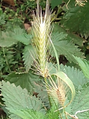 photo of Wall Barley
