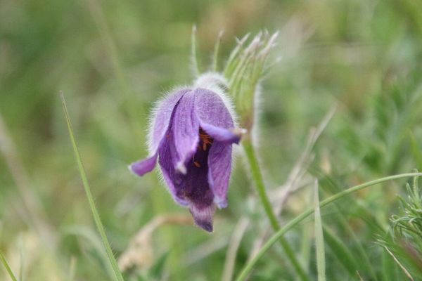 photo of Pasqueflower