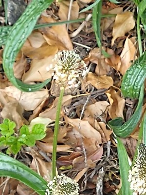 photo of Ribwort Plantain