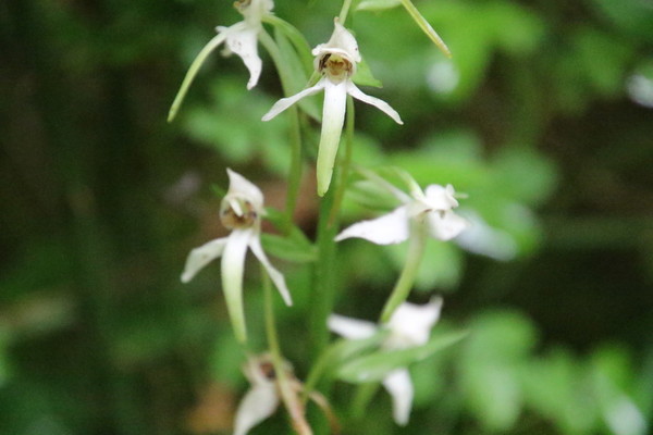 photo of Lesser Butterfly Orchid