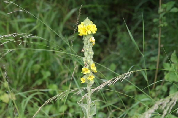 photo of Great Mullein