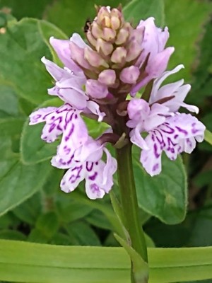 photo of Common Spotted Orchid