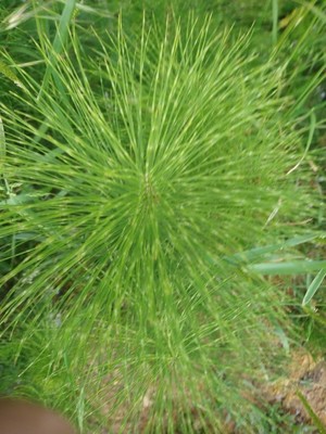 photo of Great Horsetail