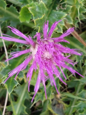 photo of Drawf Thistle