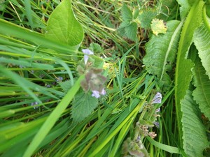 photo of Ground Ivy