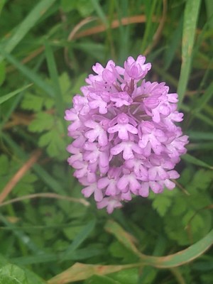 photo of Pyramidal Orchid