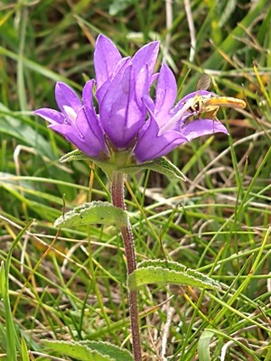 photo of Clustered Bellfower