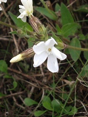 photo of White Campion