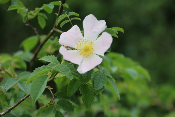 photo of Common Dog Rose