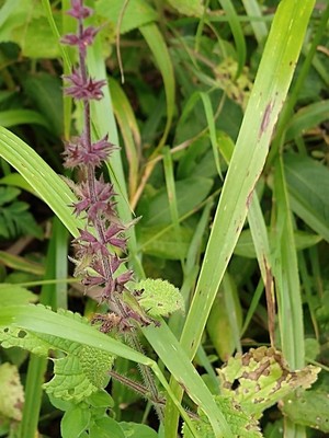 photo of Hedge Woundwort