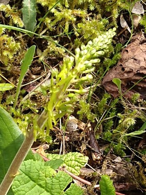 photo of Common Twayblade