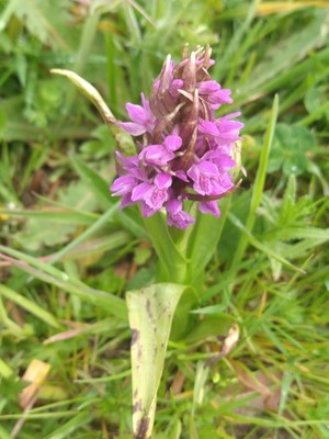photo of Early Marsh Orchid