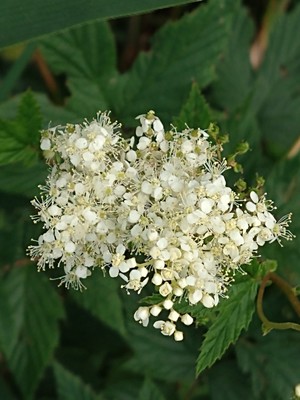 photo of Meadowsweet