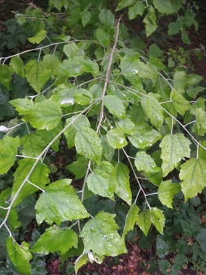 photo of Traveller's Joy