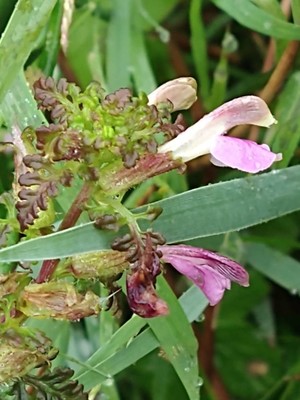 photo of Marsh Lousewort