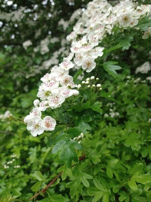photo of Hawthorn