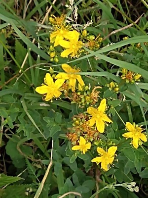 photo of Perforate St. John's Wort