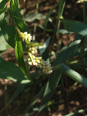 photo of Pale Persicaria